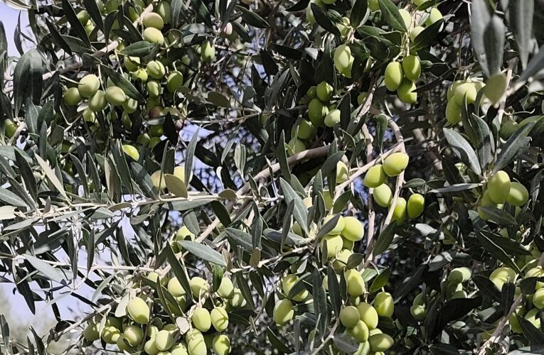زغوان: مؤشرات إنتاج واعدة  لموسم جني وتحويل الزيتون وصعوبات في اليد العاملة